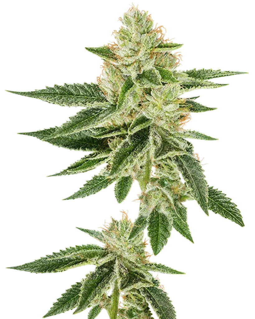 Louis XIII OG – Produktansicht