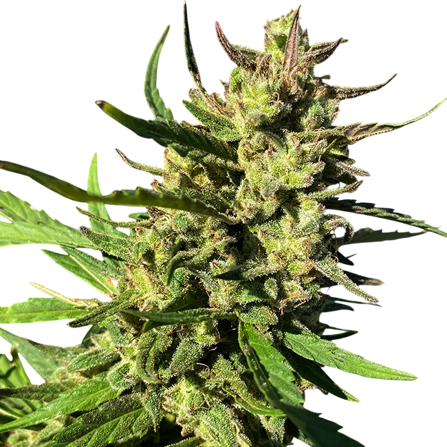Lucky Lucy CBD – Produktansicht