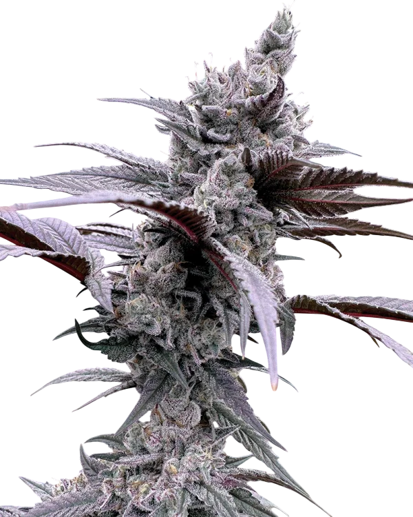 Lung Buster – Produktansicht