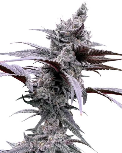 Lung Buster