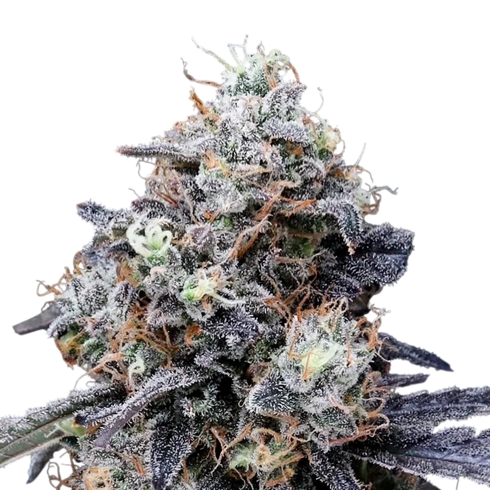 MacMelon Auto | AUTOFEM | DNA Genetics