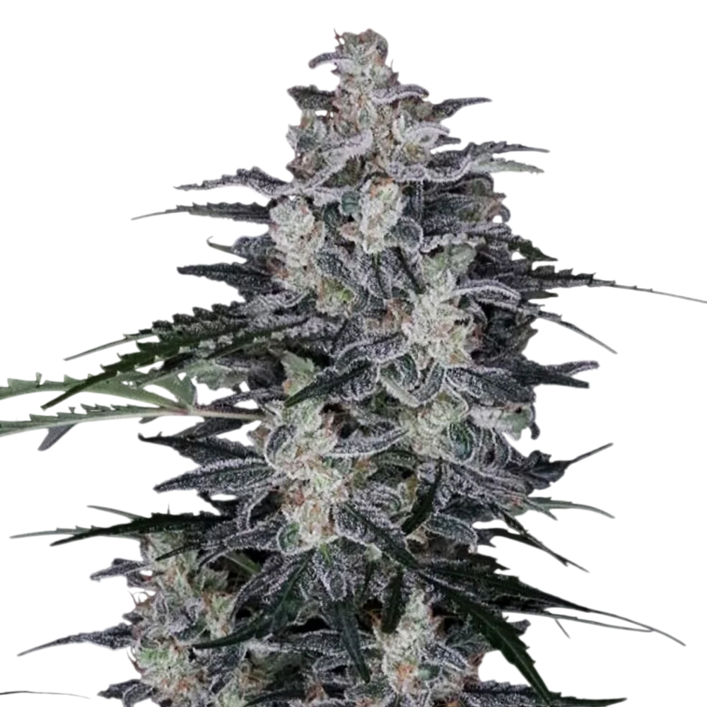 MacNana Auto | AUTOFEM | DNA Genetics