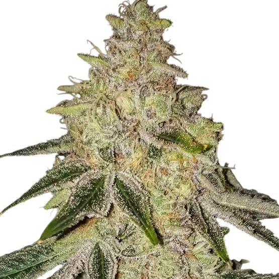 Mac n Jack R1 | PHOTOFEM | Ethos Genetics