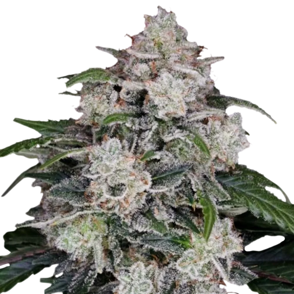 Mac N Me Auto | AUTOFEM | DNA Genetics