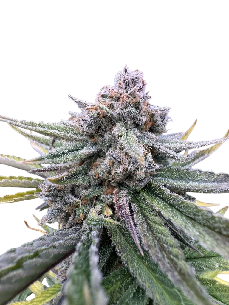 Cherry Cola Auto – Produktansicht