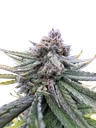 Cherry Cola Auto | AUTOFEM | Fast Buds