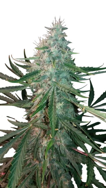 ManBearAlienPig Auto | AUTOFEM | Mephisto Genetics