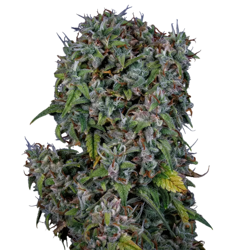 ManBearAlienPig Auto – Produktansicht