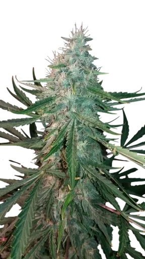 ManBearAlienPig Auto