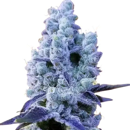 Mandarin Cookies V2 | PHOTOFEM | Ethos Genetics