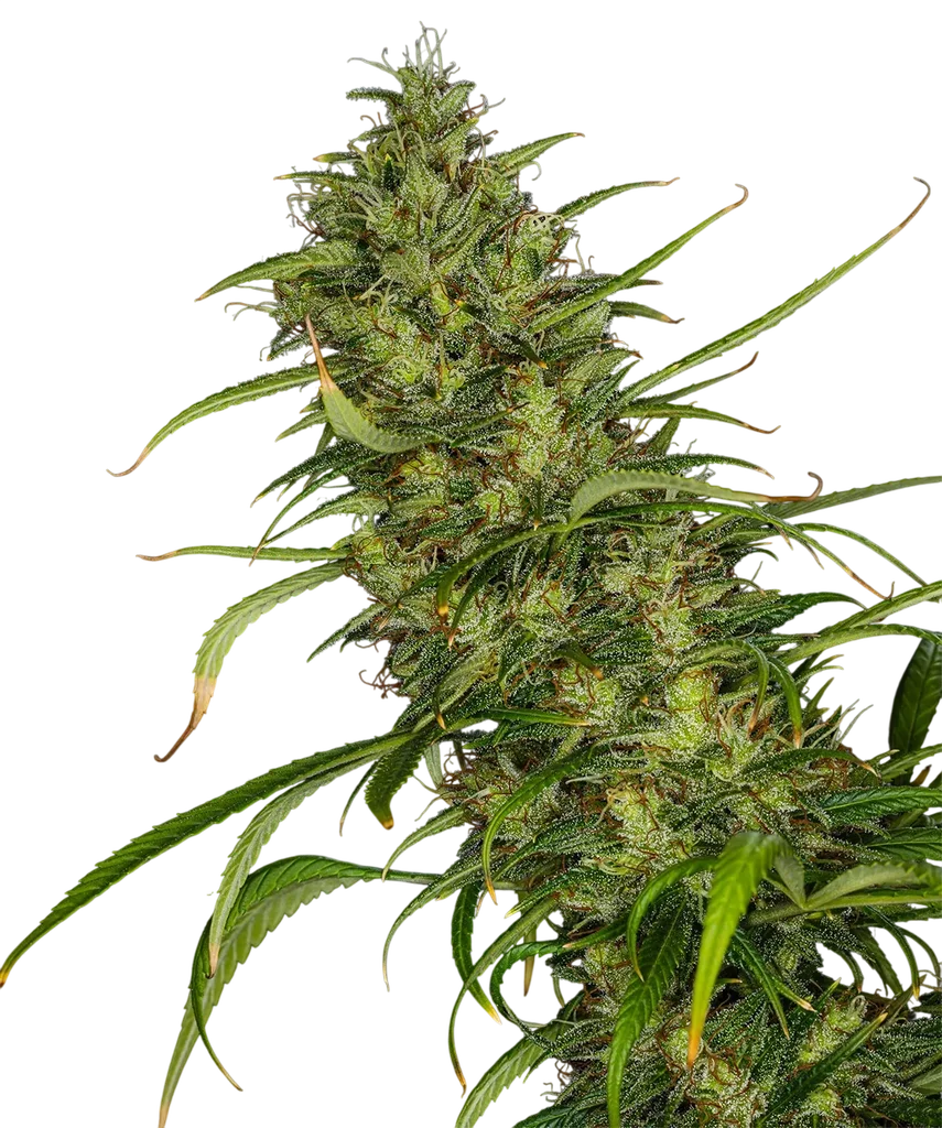 Mango Haze – Produktansicht