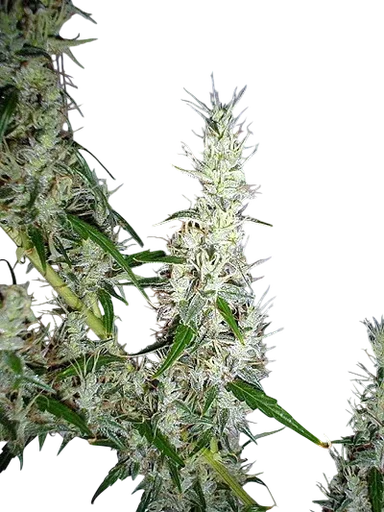 Mango Haze