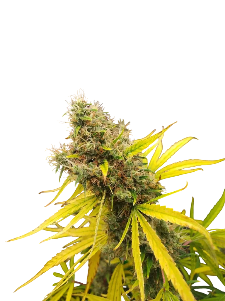 Mango Widow – Produktansicht