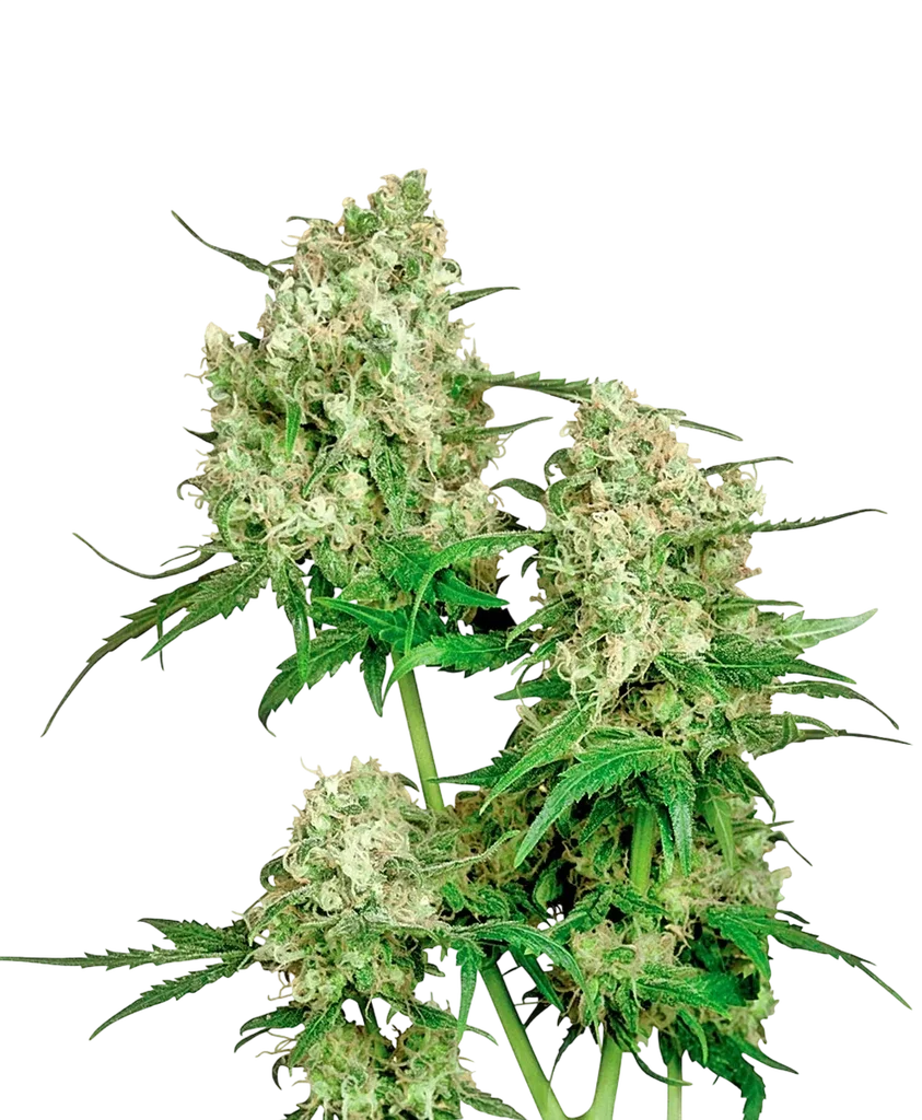 Maple Leaf Indica | PHOTOREG | Sensi Seeds