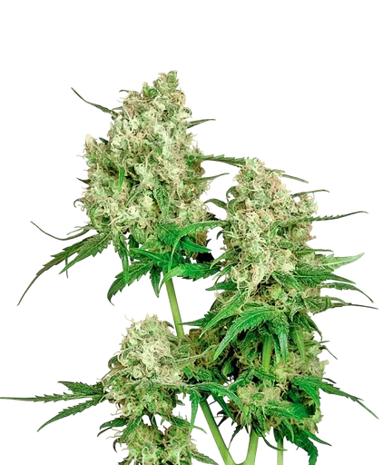 Maple Leaf Indica