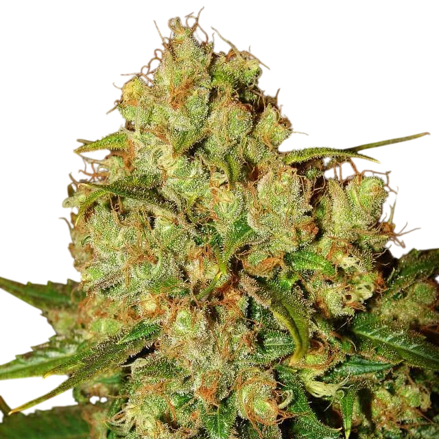 Master Kush | PHOTOFEM | Nirvana Seeds