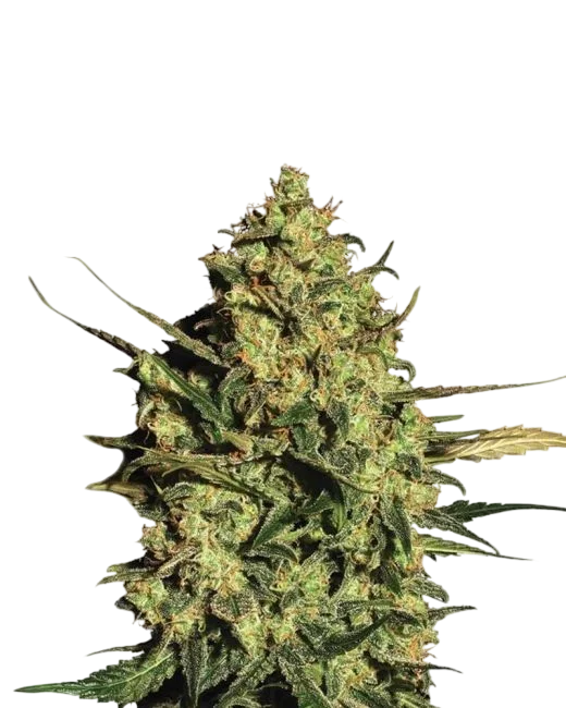 Master Kush Auto – Produktansicht