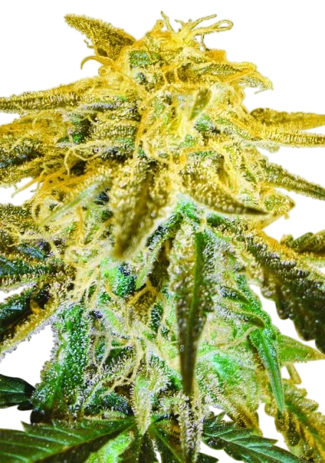 Master Kush – Produktansicht