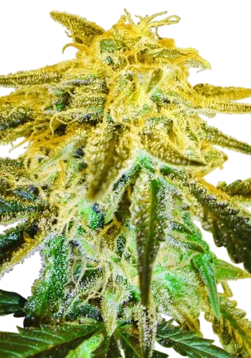 Master Kush