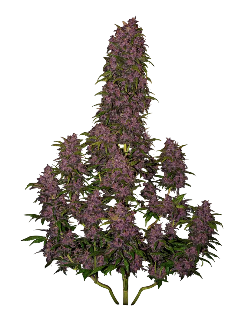 Crystal METH Auto | AUTOFEM | Fast Buds