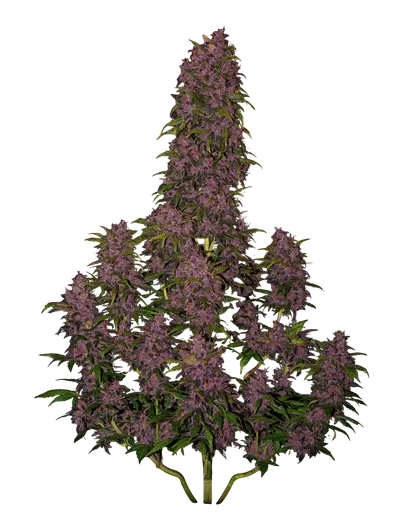 Crystal METH Auto