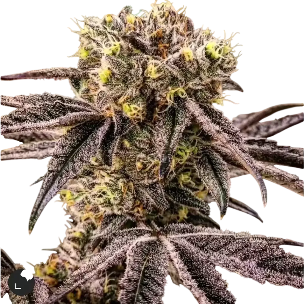 M.C. Nuggets R1 | PHOTOFEM | Ethos Genetics