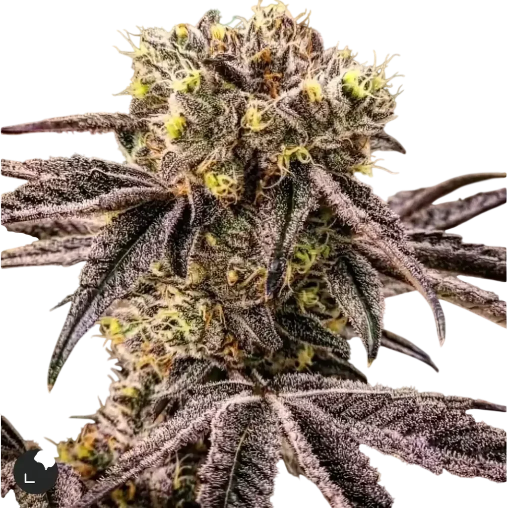 M.C. Nuggets R1 – Produktansicht
