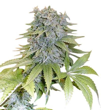 Medicine Man