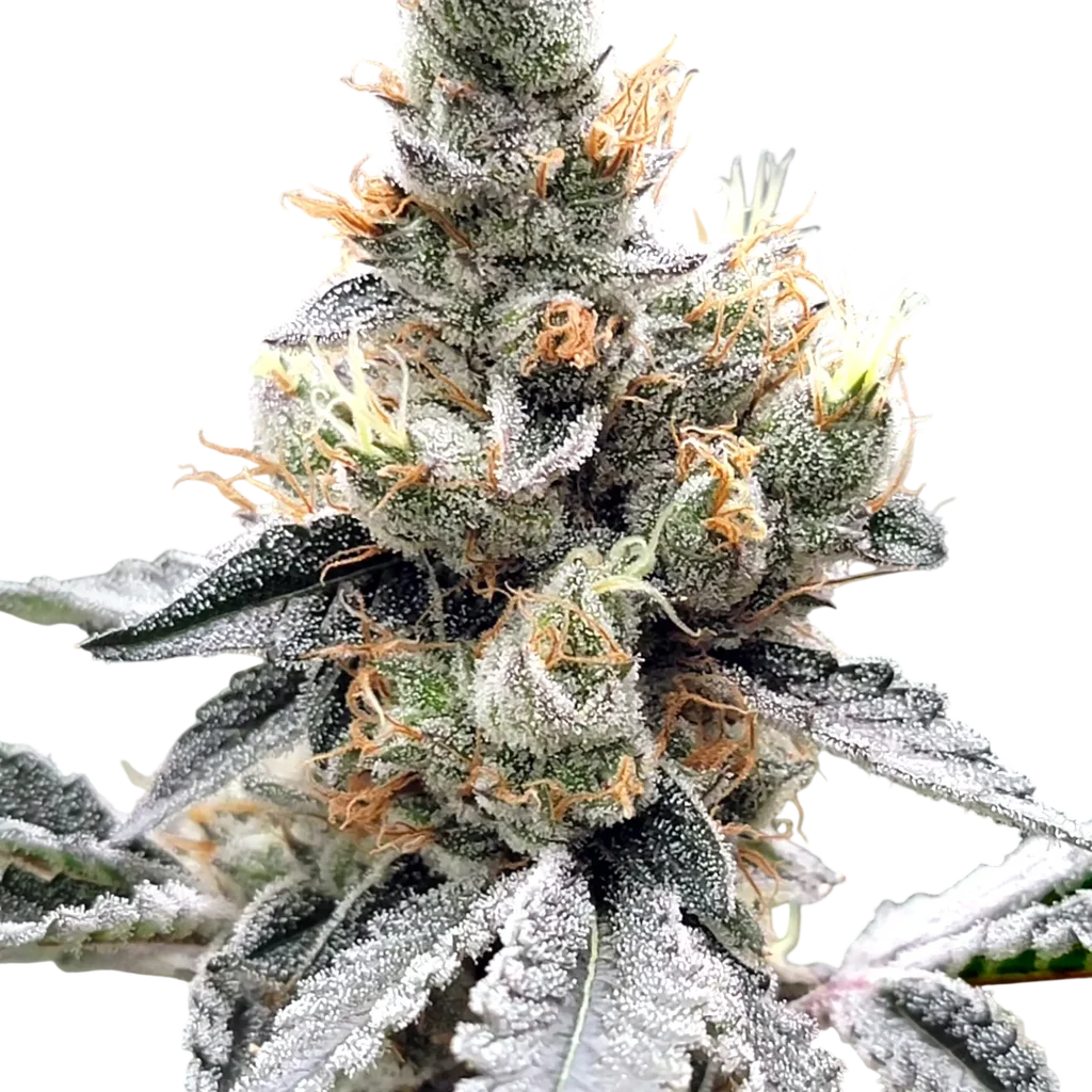 Megasonic | PHOTOFEM | Elev8 Seeds