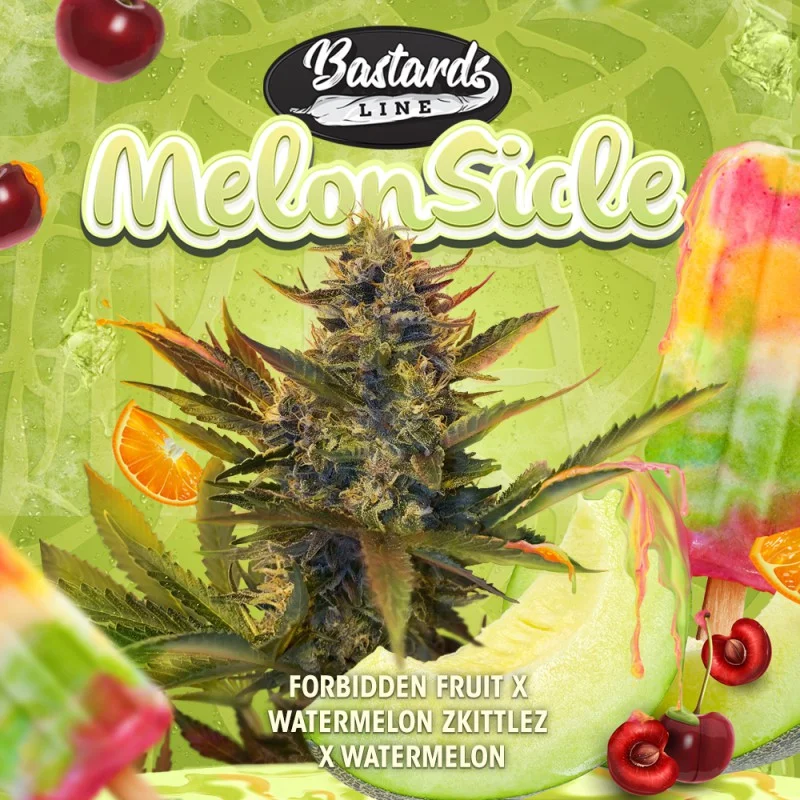 Melonsicle – Produktansicht