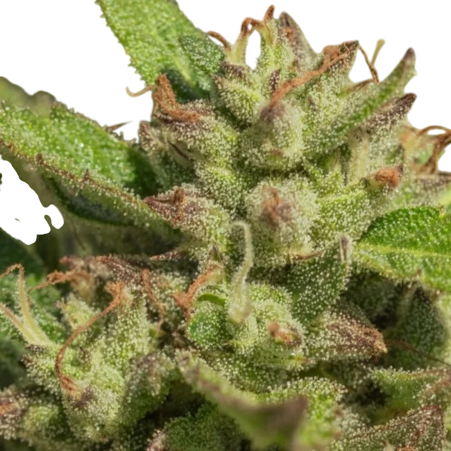 Mendo Breath – Produktansicht