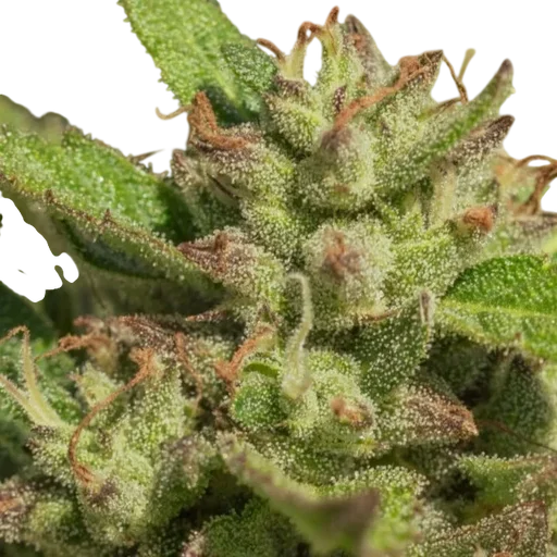 Mendo Breath