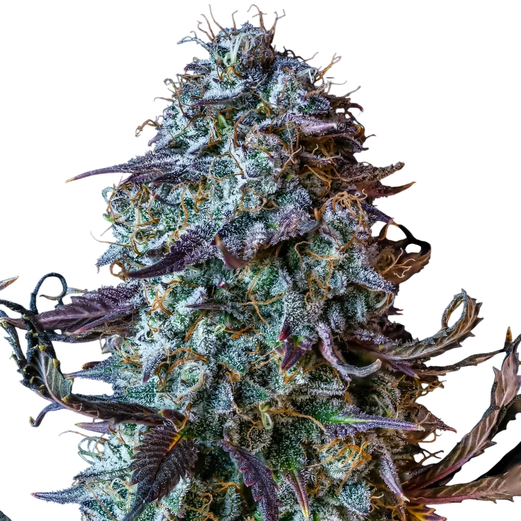 Mephistos Wedding Auto – Produktansicht