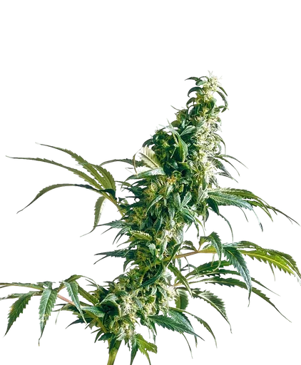 Mexican Sativa