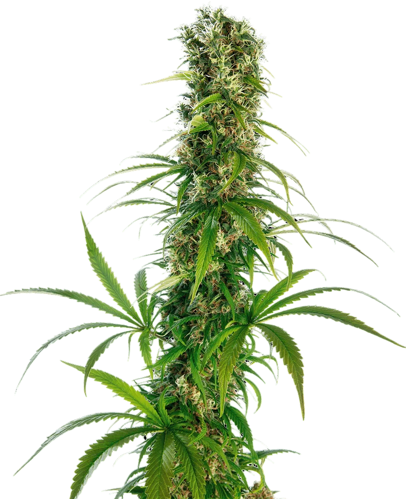 Michka | PHOTOREG | Sensi Seeds