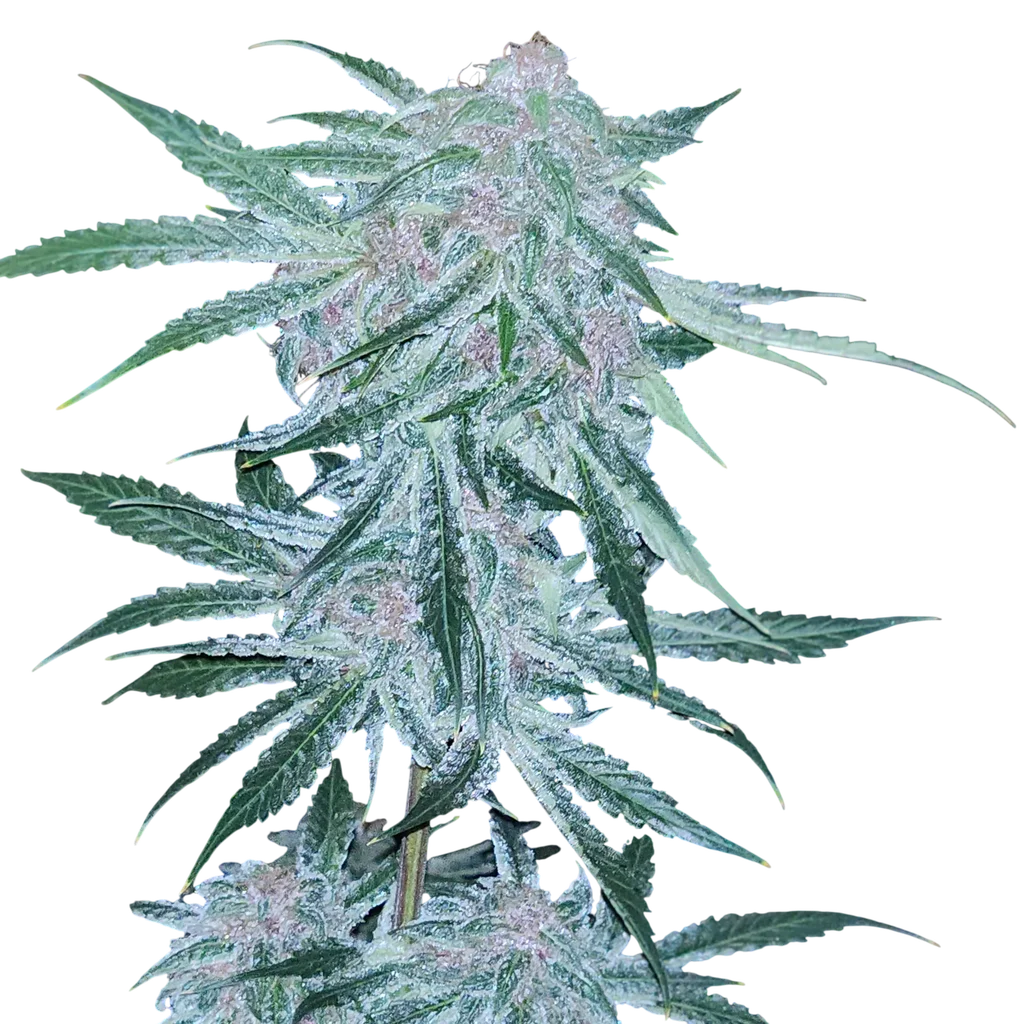 Midnight Bessie Auto | AUTOFEM | Elev8 Seeds