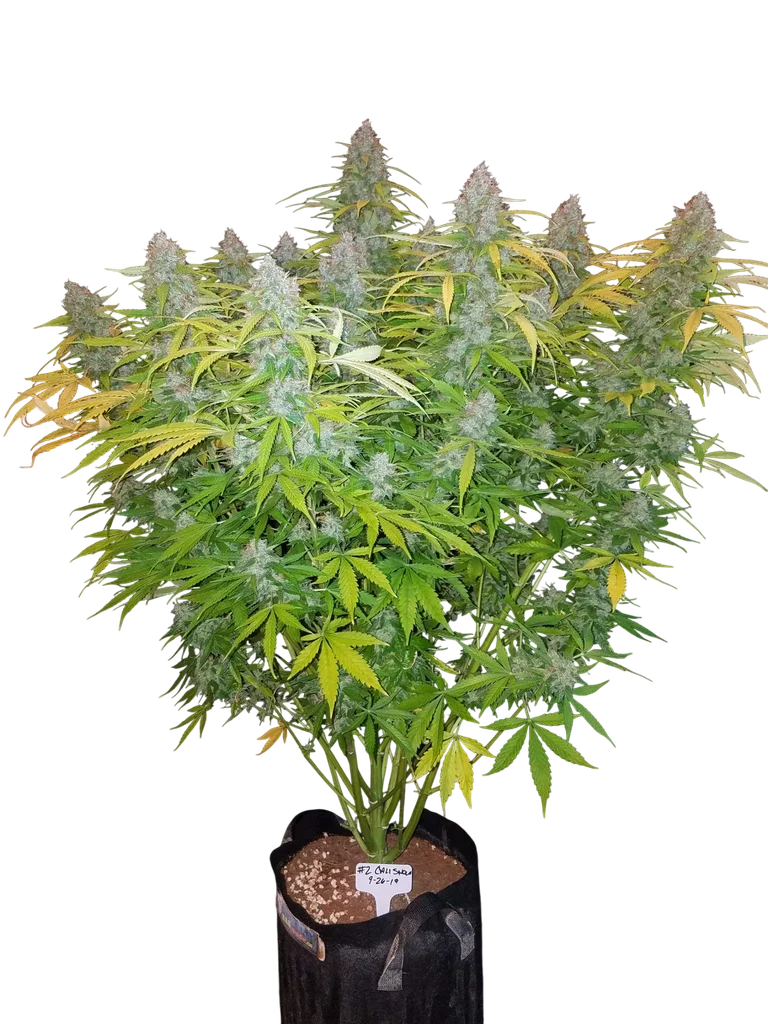 Californian Snow Auto – Produktansicht