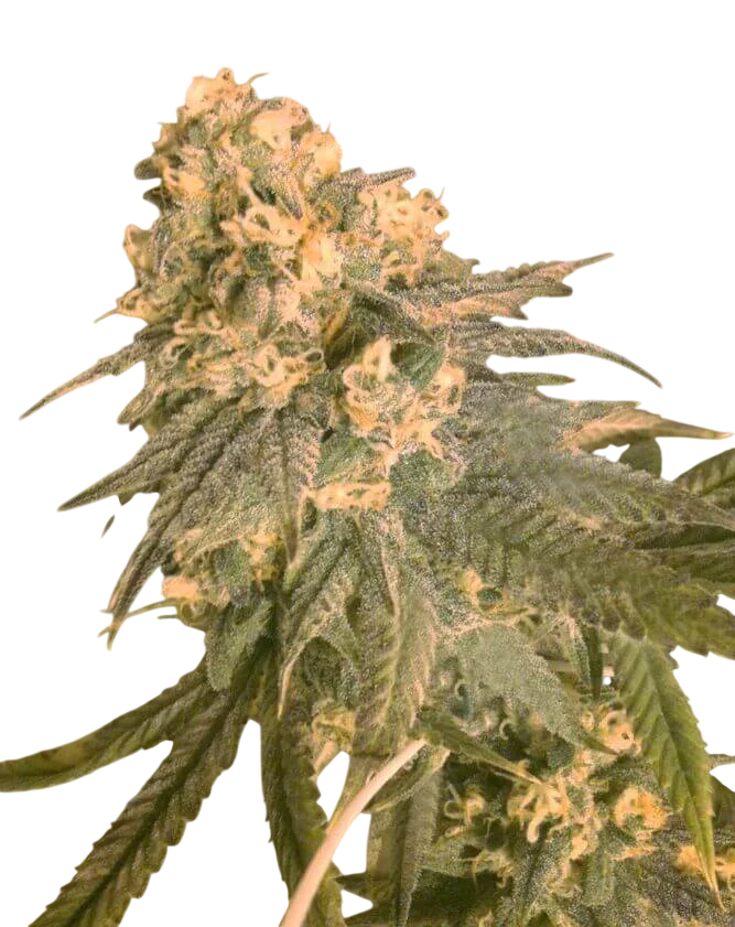 Mint Milano – Produktansicht