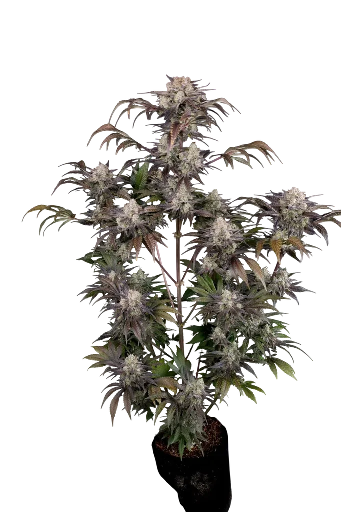 Frost Banger Auto – Produktansicht