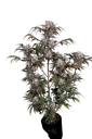 Frost Banger Auto | AUTOFEM | Fast Buds