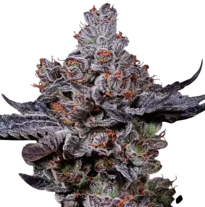 Mookie B R1 | PHOTOFEM | Ethos Genetics