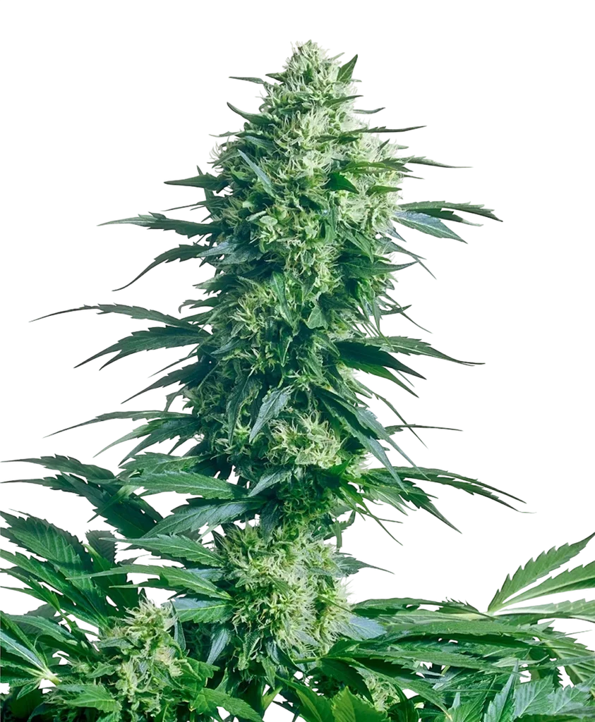 Mothers Finest – Produktansicht