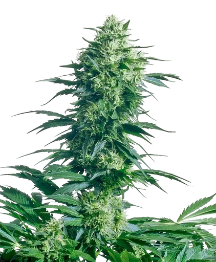 Mothers Finest