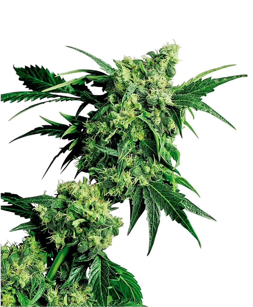 Mr Nice G13 x Hash Plant – Produktansicht