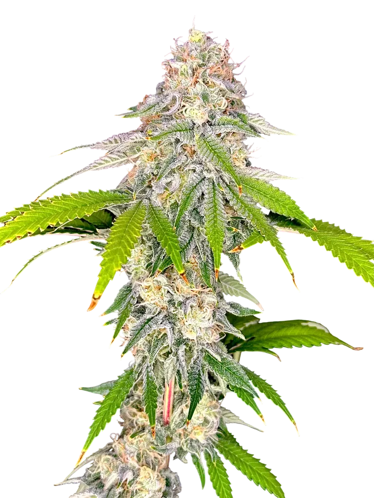 Neon Wasabi | PHOTOFEM | TerpyZ Mutant Genetics