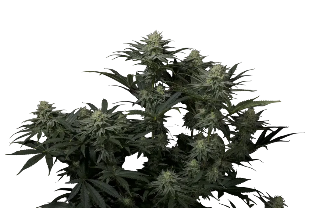 GG4 Sherbet FAST | PHOTOFEM | Fast Buds