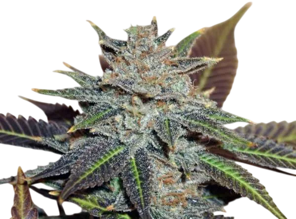 Night Nurse – Produktansicht