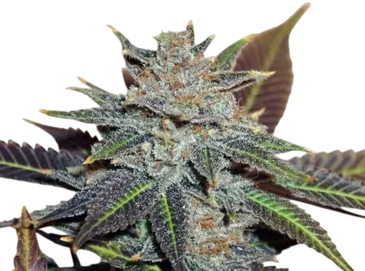 Night Nurse