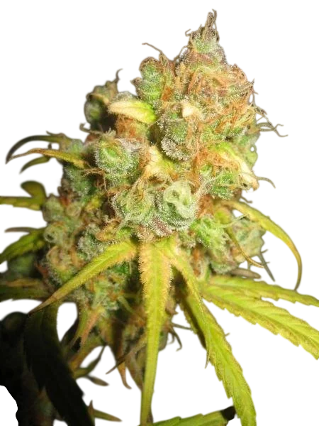 NL5 x Afghan | PHOTOREG | Mr. Nice Seedbank