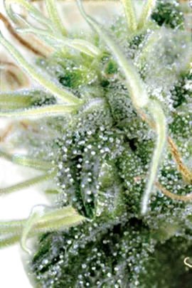 NL5 x Haze | PHOTOREG | Mr. Nice Seedbank